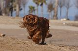 CAVALIER KING CHARLES 480